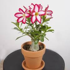We did not find results for: Desert Rose Adenium Obesum Plant Care Instructions With Watering Pruning And Other Requirements Garden Mandy