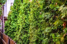 Maybe you would like to learn more about one of these? Welche Pflanzen Eignen Sich Als Sichtschutz Eine Auswahl