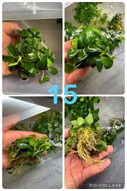 Image result for Nesaea sarcophylla