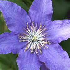Maybe you would like to learn more about one of these? Clematis Semu Waldrebe Semu