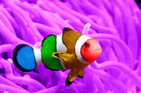 Taking Care Of A Real Life Little Nemo Clown Fish Takes Extra Care Description From Ehow Com I Searched For This On Bing Com Clown Fish Fish Ocean Animals
