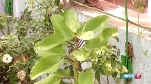 Ranakalli Plant Helps To Cure Kidney Stone Plant Your Kitchen Garden Poovali News7 Tamil Youtube