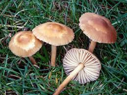 Image result for Marasmius sp.