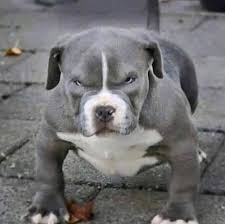 Liza Sila Super Tuyu Kadar Omru Olsun Takip Liza Sila Begenmeden Gecme Kalitesiz Bulanik Red Nose Pitbull Puppies Pitbulls Blue Nose Pitbull