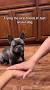 Video for French Bulldog