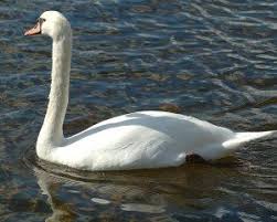 Schwan Vogel Im Winter Schwan Winter
