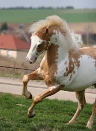 Maybe you would like to learn more about one of these? Samy Mon Etalon Palomino Overo Horses Beautiful Horses Horse Painting