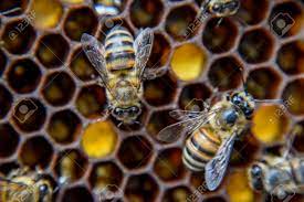 At a nursery i came across these bees begging to be photographed. Macro Photograph Of Bees Dance Of The Honey Bee Bees In A Bee Stock Photo Picture And Royalty Free Image Image 81540380