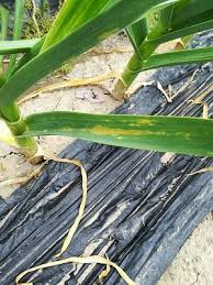 玉葱はベと病が ニンニクはサビ病が多いようです 青い蛙の菜園日記 楽天ブログ