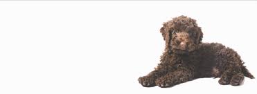 › tlc cancer promo code. Partnership With Tlc Dog Food Mcdoodles