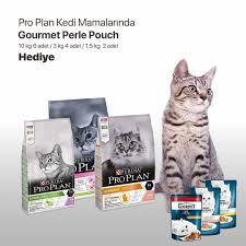 Petihtiyac Adli Kullanicinin Kedi Urunleri Panosundaki Pin 2020 Kedi Urunler Oyuncak