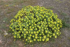 Image result for Euphorbia jubata