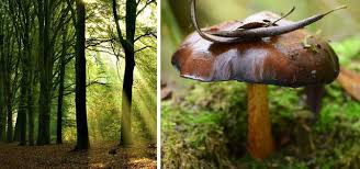 Butterpilz Besonderheiten Risiken Und Zubereitungstipps Utopia De Pilze Zubereitung Pilzragout