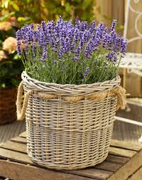 Discover more posts about lavendel. Echten Lavendel Jetzt Online Bestellen Garten Von Ehren