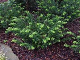 Trees And Shrubs Japanese Plum Yew The Deer Don T Eat Them The Fruits Are Edible Too Plum Yew Garden Shrubs Shade Plants
