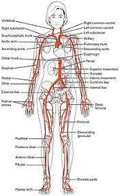 Liver, pancreas & duodenum model. Human Body Wikipedia