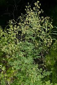 Image result for Thalictrum rhynchocarpum