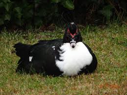 Birds Native To North Carolina Muscovy Ducks Were Everywhere In Swansboro North Carolina Emerald Isle Nc Muscovy Duck Goose Creek