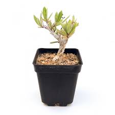 Image result for Talinum portulacifolium