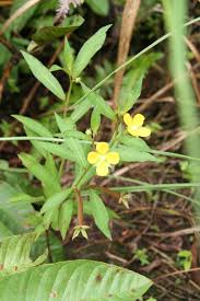 Image result for Ludwigia erecta