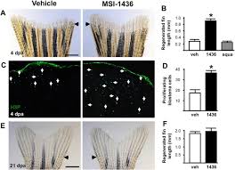 Posted on february 2, 2017may 14, 2017 by maalfalahmargoyoso. The Protein Tyrosine Phosphatase 1b Inhibitor Msi 1436 Stimulates Regeneration Of Heart And Multiple Other Tissues Npj Regenerative Medicine