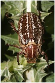 Image result for Culcasia orientalis