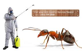 Ants have colonized almost every landmass on planet earth. Ant Control Newmarket Jdm Pest Control