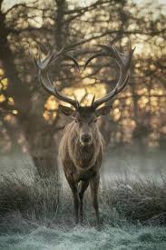 Wut Do U Call A Deer With No Eyes No I Deer Animals Animals Beautiful Cute Animals