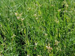 Image result for Crotalaria cleomifolia