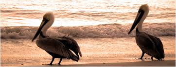 Welcome to Marco Walk Plaza