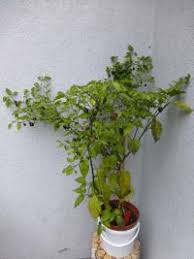 Ripens from green to gold yellow with brown and purple shoulders. Atlas Fotogalerie Bolivian Bumpy 1 Pestujeme Cs Com