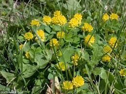 Image result for Trifolium campestre