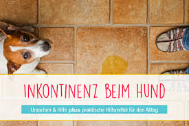 Es kommt auch vor, dass ein hund bislang keine treppen steigen durfte, doch nach dem umzug dürfte er, nur tut er es nicht, weil er ja das gegenteil gelernt hat. Inkontinenz Bei Hunden Entstehung Hilfe Seniorpfoten