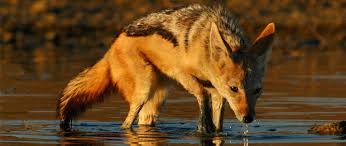 Predation Identification Predation Management South Africa