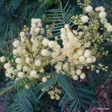 Image result for Acacia mearnsii