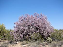 5 plante care cresc in desert. Flora DeÈertului ViaÈÄ Fitness ListÄ Èi ScurtÄ Descriere Plante De Desert Sau DoriÈi SÄ TrÄiÈi SÄ Se Adapteze