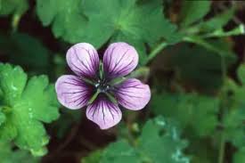 Image result for Geranium `Sandrine`