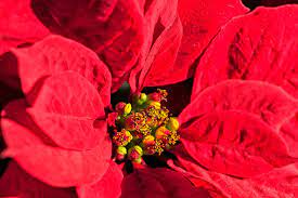 How To Grow And Care For Poinsettias Gardener S Path