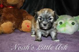 Smart and full of personality! Sold Puppies In Colorado Noah S Little Ark