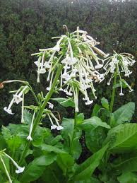 Image result for Nicotiana