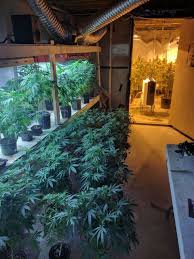 Making good use of a tiny space and tiny budget for a legal grow. Police Uncover Large Marijuana Grow Operation In Upstate Ny Basement Photos Newyorkupstate Com