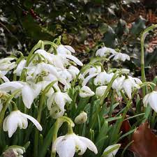 Useful Facts And Trivia About Snowdrops 1 The Enormous Number Of Varieties Does Not Mean That They Actually Show A Lot Of V Hardy Plants Plants Lots Of Money