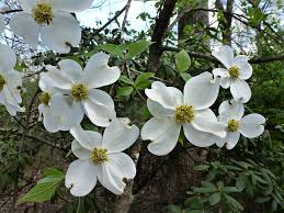 Image result for Cornaceae