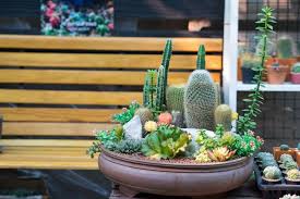 The cactus plants can also work well for your backyard landscaping. How To Build An Indoor Succulent Garden