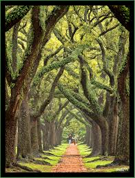 Pin By Lisa Hill On Bucket List Walking In Nature Places To Go Beautiful Places