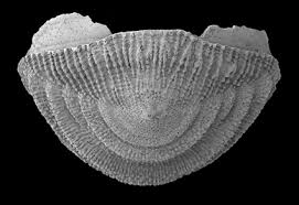 Image result for Bianco Conchiglia 2008 147