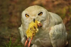 6:04 you should know ? What Do Owls Eat Owls Diet