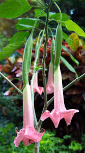 Image result for Brugmansia