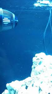 Aquarium Pests & How To Deal With Them