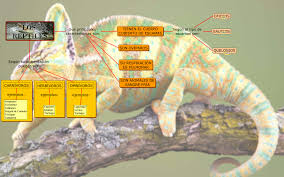Resultado de imagen para mapa conceptual de los reptiles